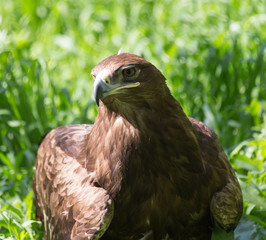 bird hawk nature