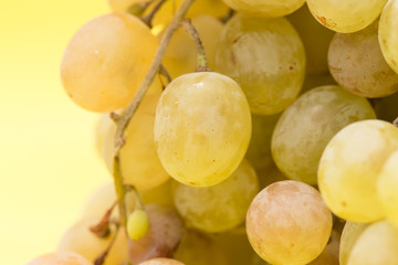 grapes on a yellow background