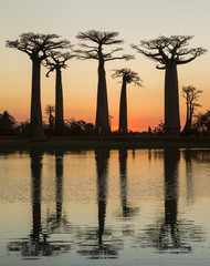 Baobabs au lever du soleil près de l& 39 eau avec réflexion. Madagascar. Une excellente illustration