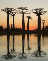 Papier Peint photo autocollant Baobab Baobabs au lever du soleil près de l& 39 eau avec réflexion. Madagascar. Une excellente illustration