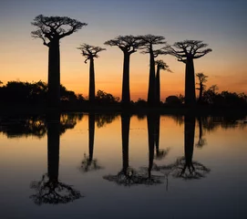 Papier Peint photo autocollant Baobab Baobabs au lever du soleil près de l& 39 eau avec reflet. Madagascar. Une excellente illustration