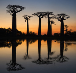 Baobabs at sunrise near the water with reflection. Madagascar. An excellent illustration