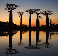 Crédence de cuisine en verre imprimé Baobab Baobabs au lever du soleil près de l& 39 eau avec reflet. Madagascar. Une excellente illustration