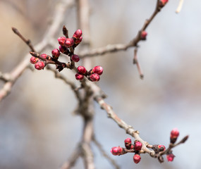 swollen buds with flowers on a tree in spring