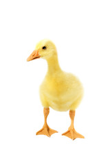 Duckling