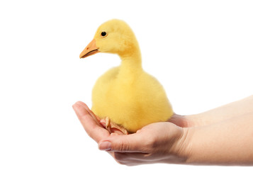 Duckling in hand man