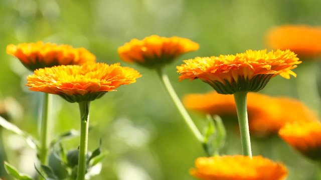 Blossom Flower of calendula and sunlight