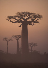 Avenue of baobabs at dawn in the mist. General view. Madagascar. An excellent illustration. - obrazy, fototapety, plakaty
