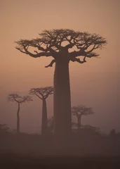 Afwasbaar Fotobehang Baobab Avenue van baobabs bij zonsopgang in de mist. Algemeen beeld. Madagascar. Een uitstekende illustratie.