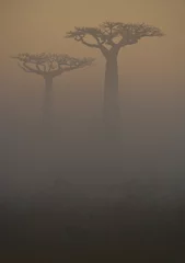 Papier Peint photo Baobab Avenue des baobabs à l& 39 aube dans la brume. Vue générale. Madagascar. Une excellente illustration.