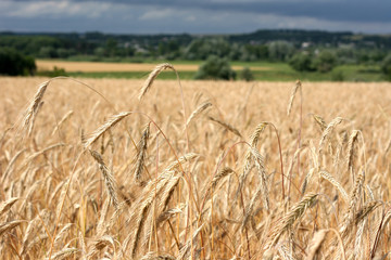 Wheat field