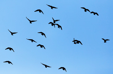silhouette of a flock of pigeons on blue sky
