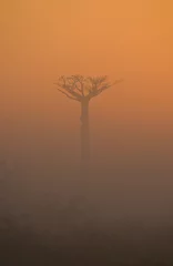 Photo sur Plexiglas Baobab Avenue des baobabs à l& 39 aube dans la brume. Vue générale. Madagascar. Une excellente illustration.
