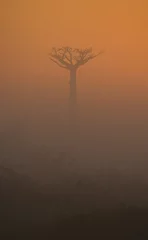 Papier Peint photo autocollant Baobab Avenue des baobabs à l& 39 aube dans la brume. Vue générale. Madagascar. Une excellente illustration.