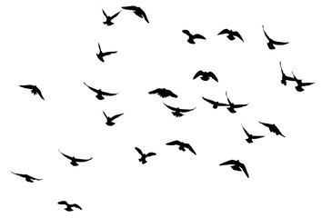 silhouette of a flock of birds on a white background