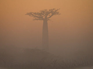 Avenue of baobabs at dawn in the mist. General view. Madagascar. An excellent illustration.