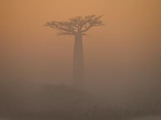 Papier Peint photo Lavable Baobab Avenue of baobabs at dawn in the mist. General view. Madagascar. An excellent illustration.