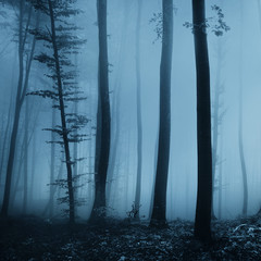 Obraz premium Magia mglisty turkusowy niebieski jasny kolor sceny lasu tła.