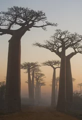 Fotobehang Avenue van baobabs bij zonsopgang in de mist. Algemeen beeld. Madagascar. Een uitstekende illustratie. © gudkovandrey