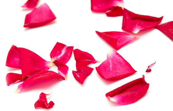 rose petals on white background