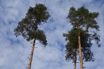 Koniferen