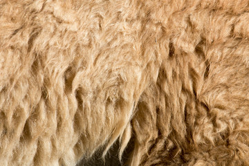 Lama fur as background
