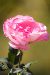 Light red rose with buds on a background of a green bush