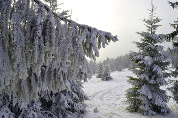 Winter trees in Gorce mountains, Poland