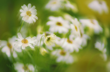 Абстрактное изображение ромашек на лугу.