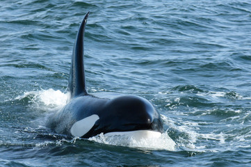 Wild Male Killer Whale Surfacing © hysazu