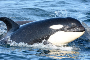 Fototapeta premium Wild Killer Whale Calf