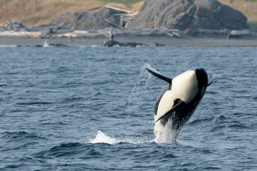 Wild Female Killer Whale Breaching