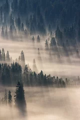 Selbstklebende Fototapete Wald im Nebel Nadelwald in nebligen Bergen