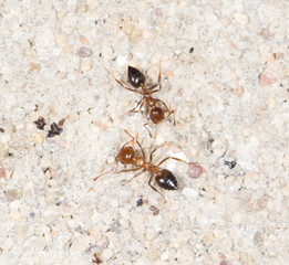 ants on the wall. close-up