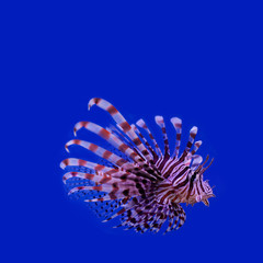 Red lionfish. Pterois miles. poisonous ocean fish. blue background. soft focus, copy space