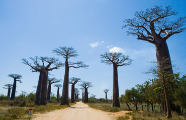 Fototapeta na wymiar Avenue of baobabs. General view . Madagascar. An excellent illustration.