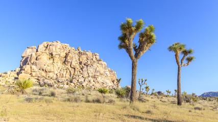 Beautiful landscape in Joshua Tree National Park, USA.