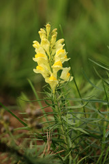 Frauenflachs