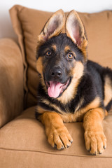 cute puppy dog german shepherd in sofa