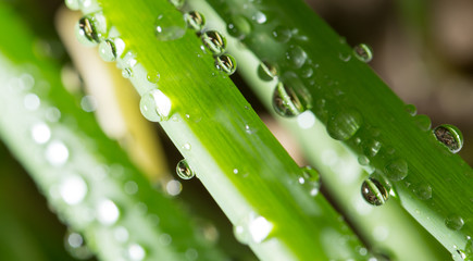 drops of dew on the green grass. close