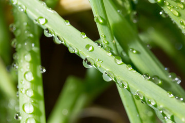 Naklejka premium drops of dew on the green grass. close