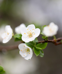 flowers on plum tree
