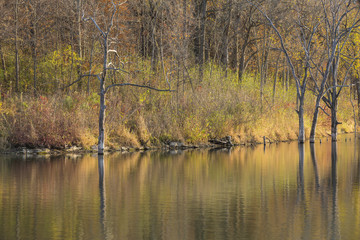 Fototapeta na wymiar Autumn Lake & Woods Reflections