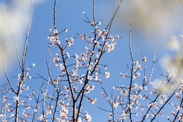 beautiful flowers on the branches of a tree