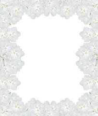 Violet flowers isolated on white background