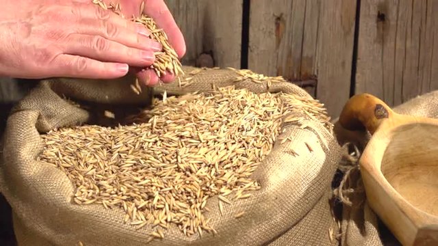 Male hands pour grain oats in a bag of sackcloth. Slow motion 240 fps. Slowmo. 