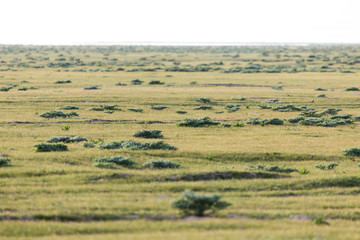 Fototapeta premium Spring in the steppes of Kazakhstan