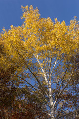 Autumn Birch Tree