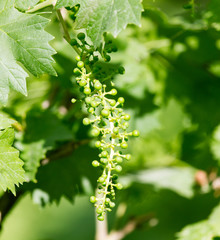 young branches of grapes on nature