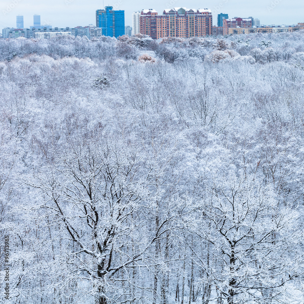 Wall mural snow trees in forest and city in winter morning